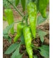 Chilli / Hot Pepper F1 Winner 10 grams